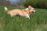 CORGI PEMBROKE 1325
